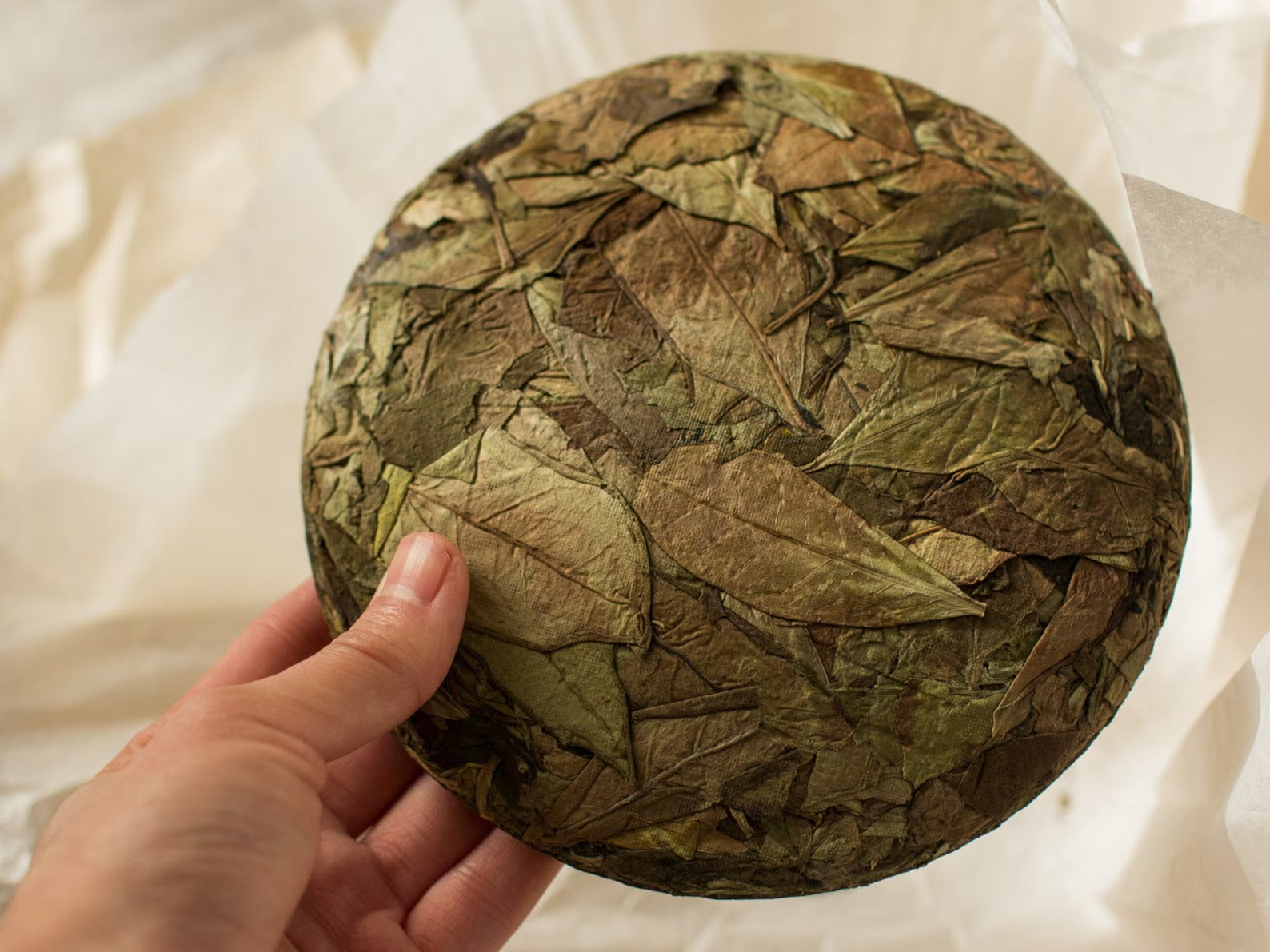 2017 Wild Garden Shou Mei Aged Fuding White Tea Cake
