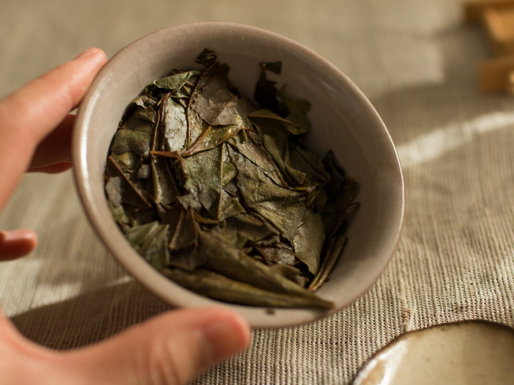 2017 Wild Garden Shou Mei Aged Fuding White Tea Cake
